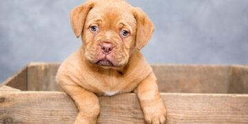 The “Slug Dog” Guide: Caring for a Calm or Low-Energy Pup